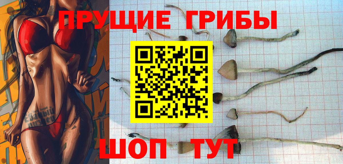 Саяногорск  Псилоцибиновые грибы Cubensis  Вход с VPN 